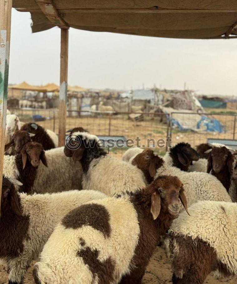 For sale Naemi sheep carcasses, Najdi lamb, Mahli male goat, Omani male goat 10