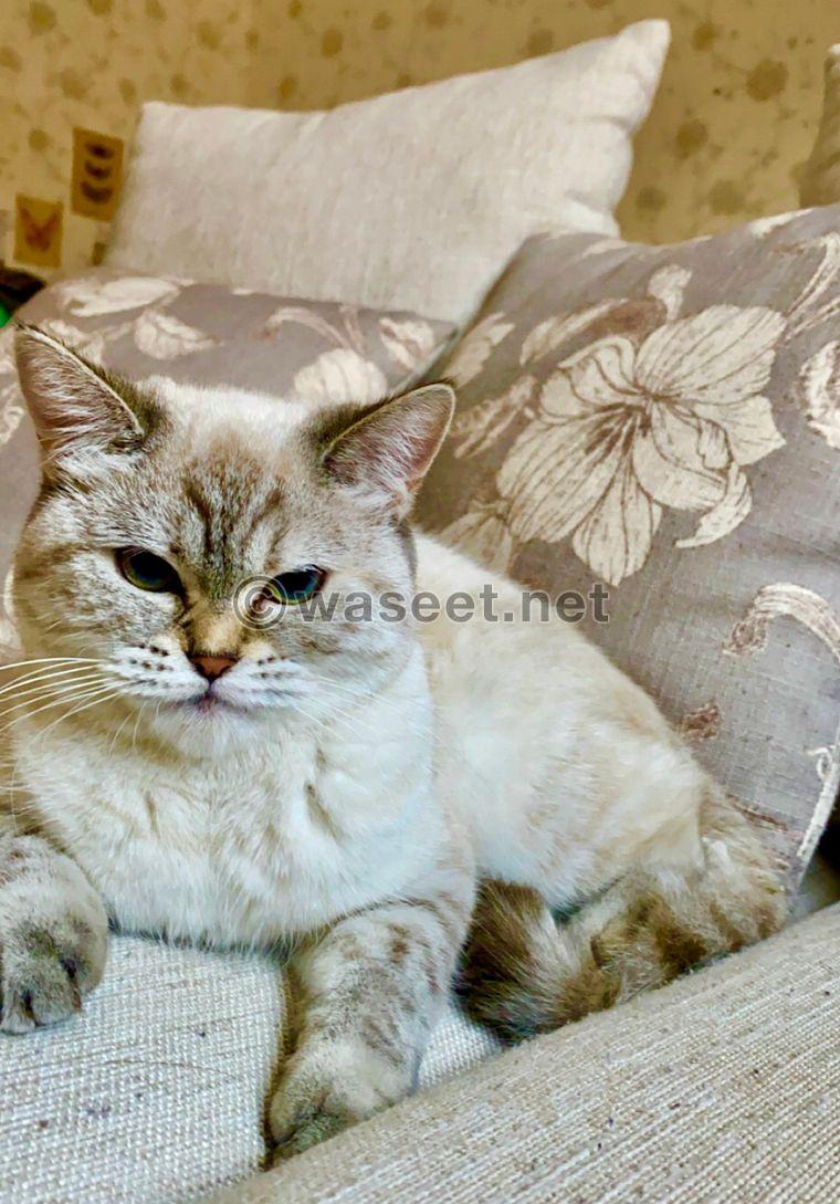 Persian cat for adoption 0