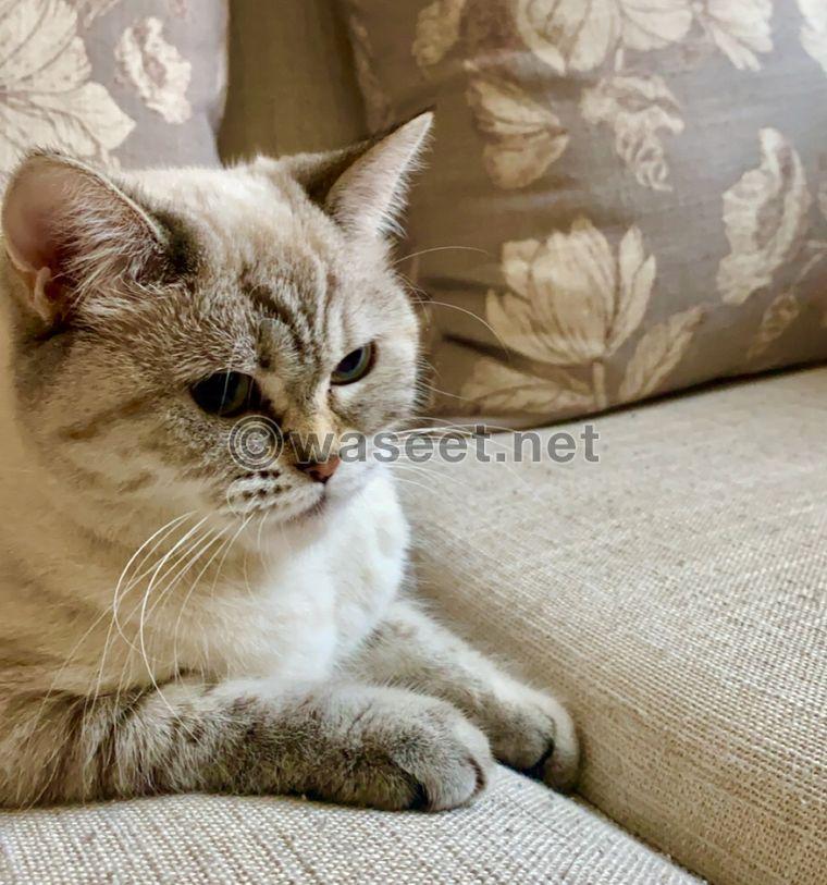 Persian cat for adoption 1