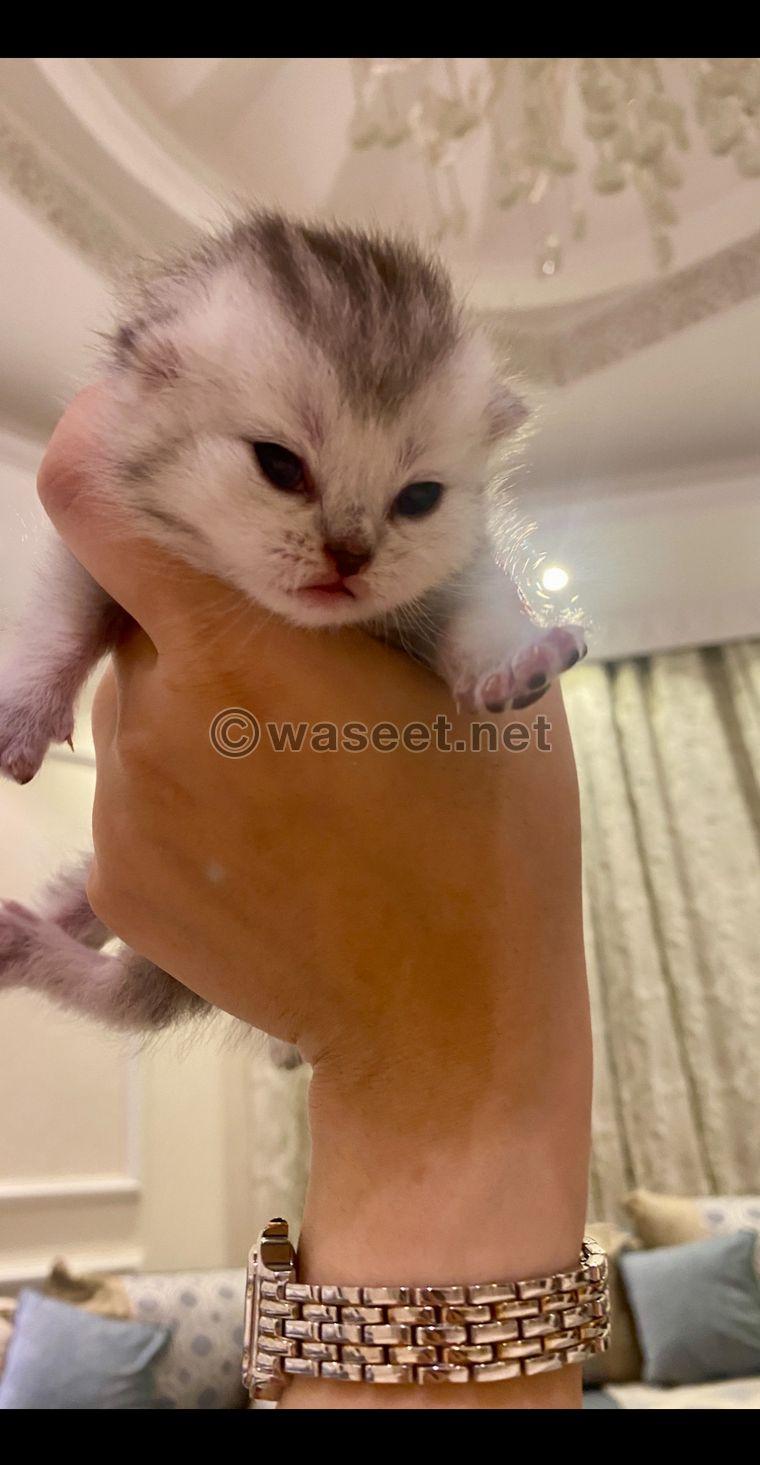 British Shorthair kitten for sale 2