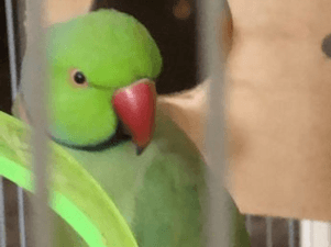 Cute parrot big cage in Dubai  