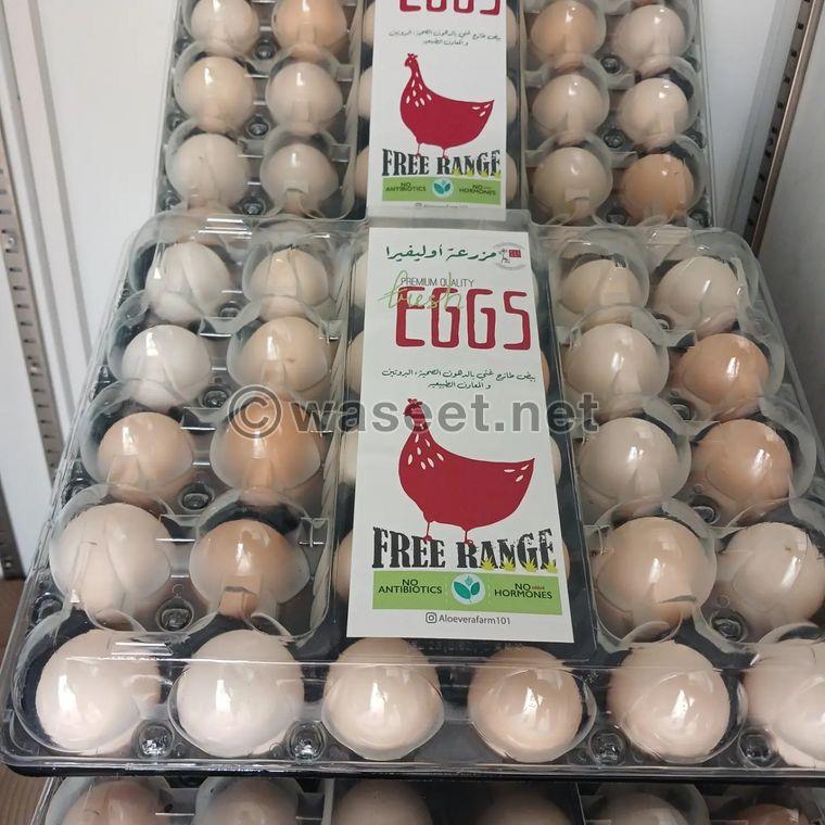 Organic natural local eggs  0