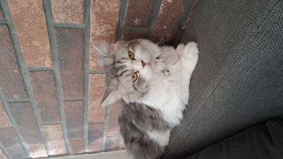 Gray and white male Shirazi cat
