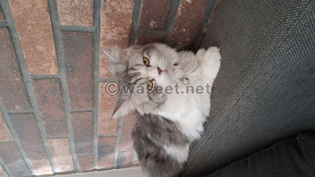 Gray and white male Shirazi cat 0
