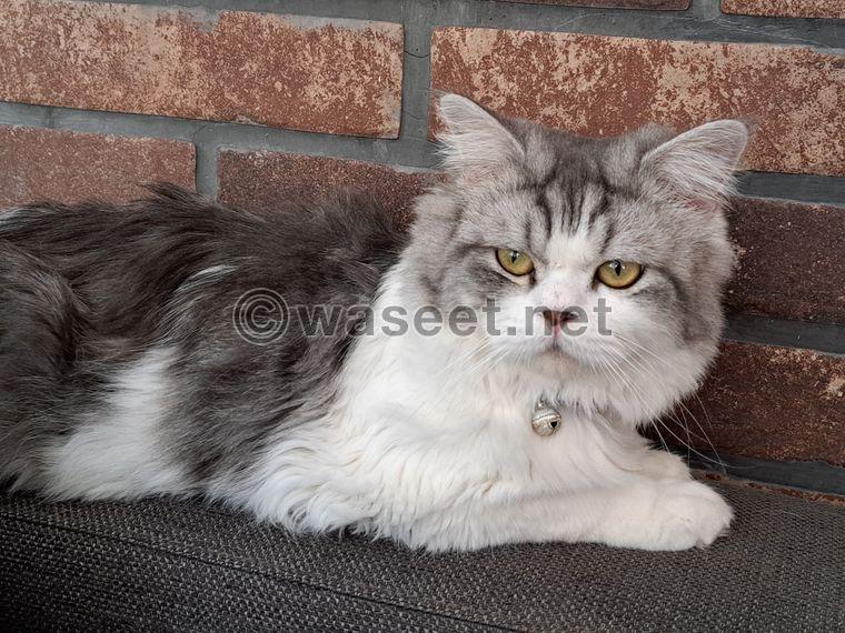 Gray and white male Shirazi cat 1