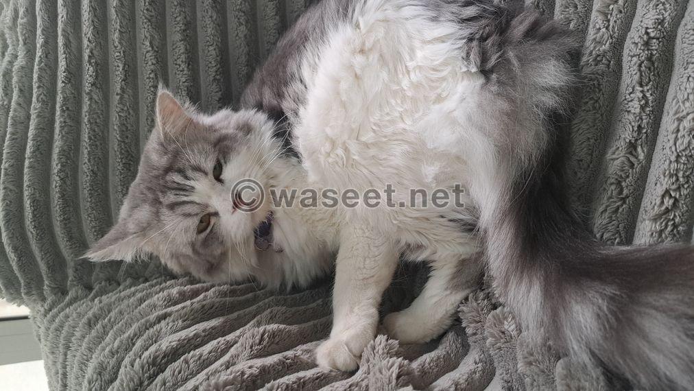 Gray and white male Shirazi cat 2