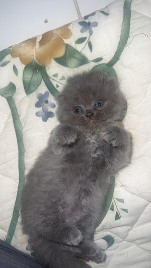 Scottish fold cats for sale 