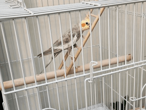 Cocktail bird with cage