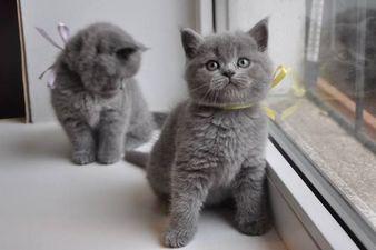 British shorthair kittens 