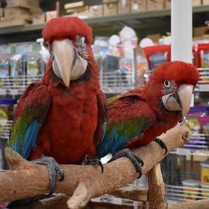 Macaw parrots 