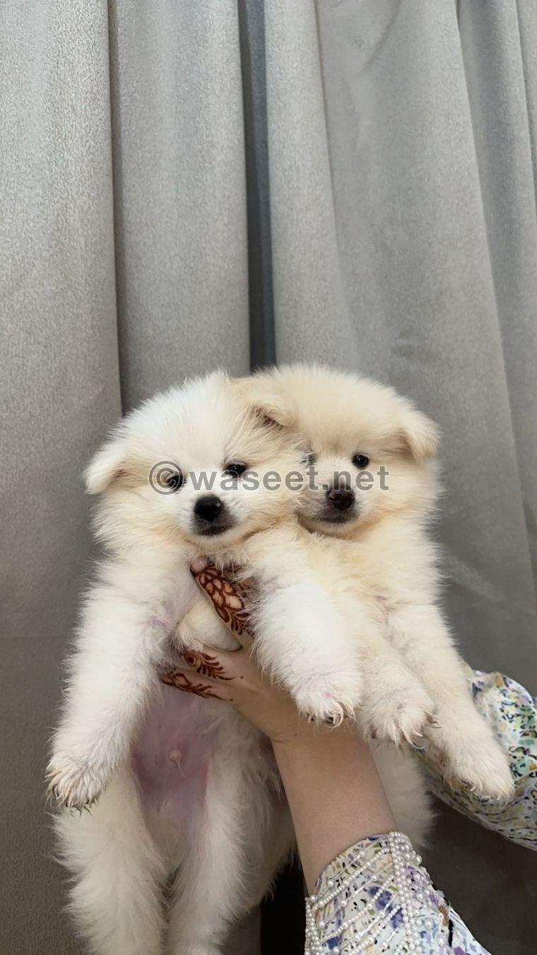 Pomeranian for sale 4