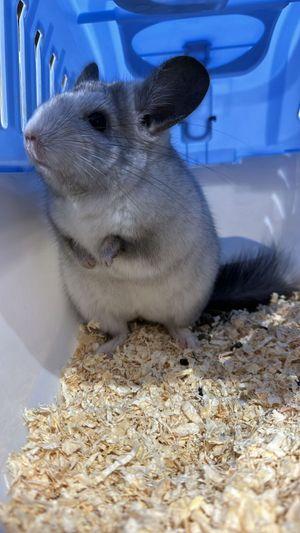 Chinchilla for sale with cage 