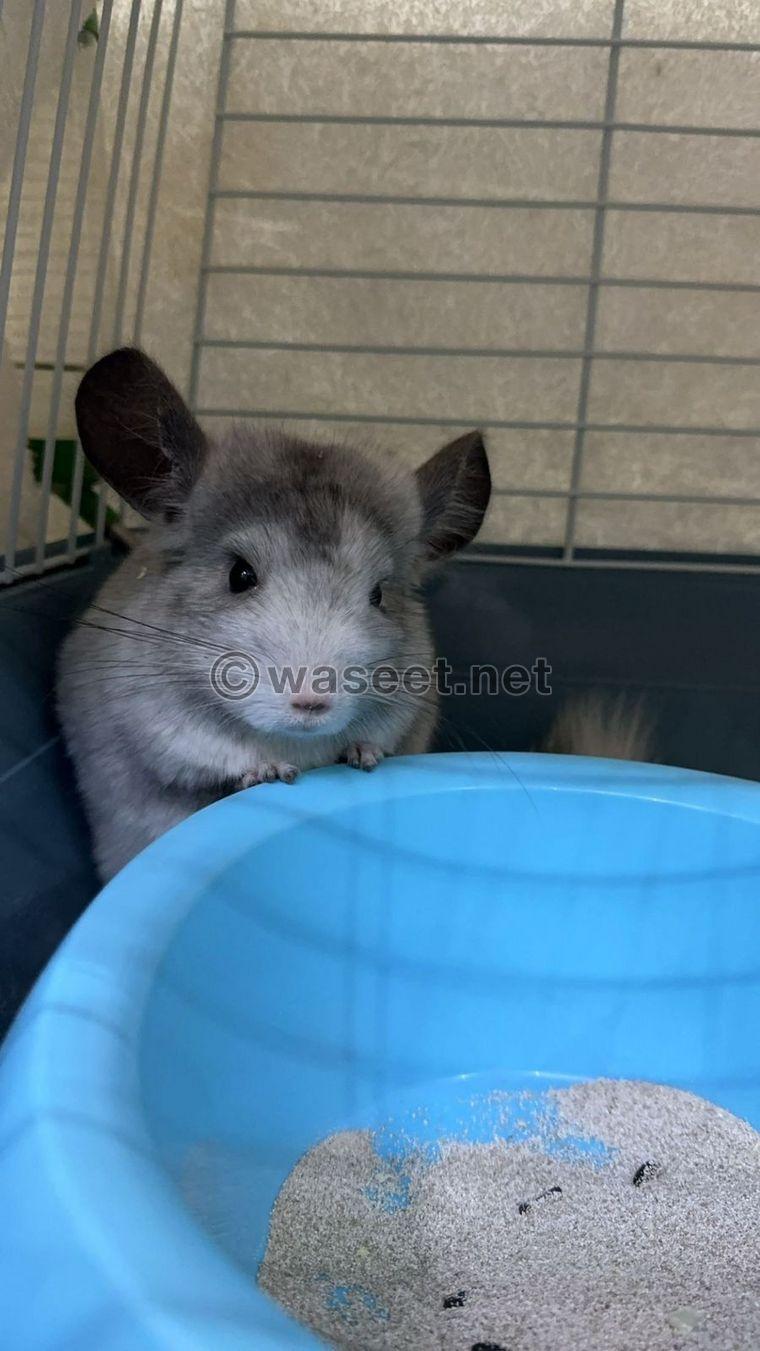 Chinchilla for sale with cage  2