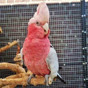 Gala cockatoo parrots