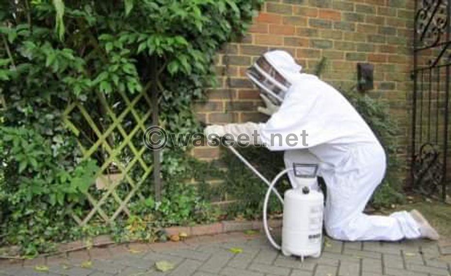 Spray insects and sterilize 2