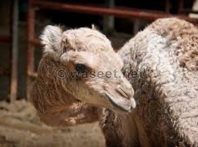Bactrian Camel  for sale 0