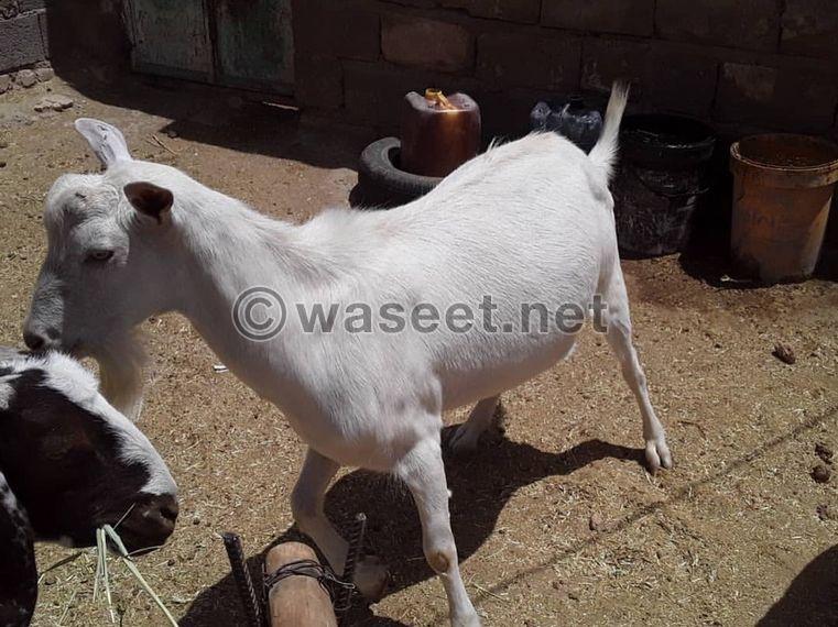 Sameen goats for sale 0