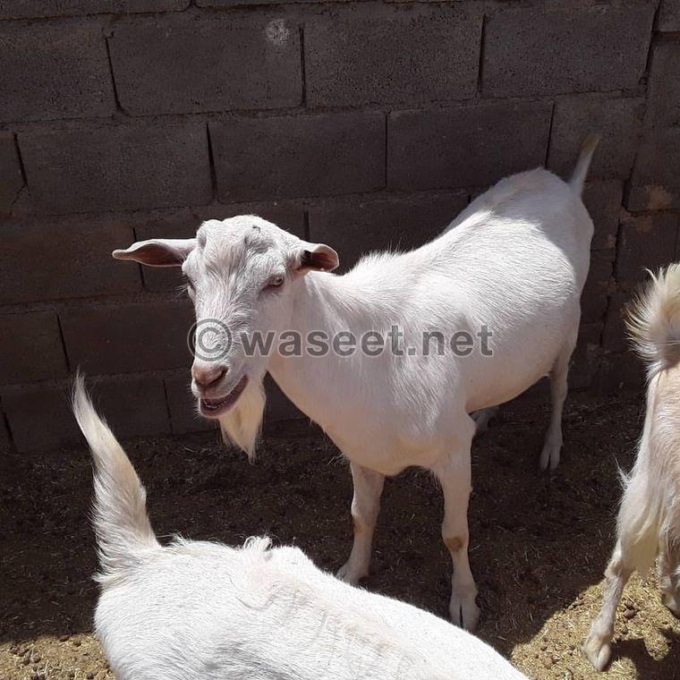 Sameen goats for sale 1