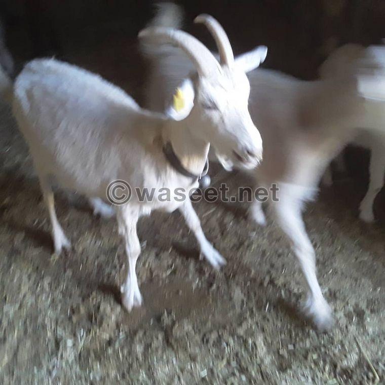 Sameen goats for sale 2