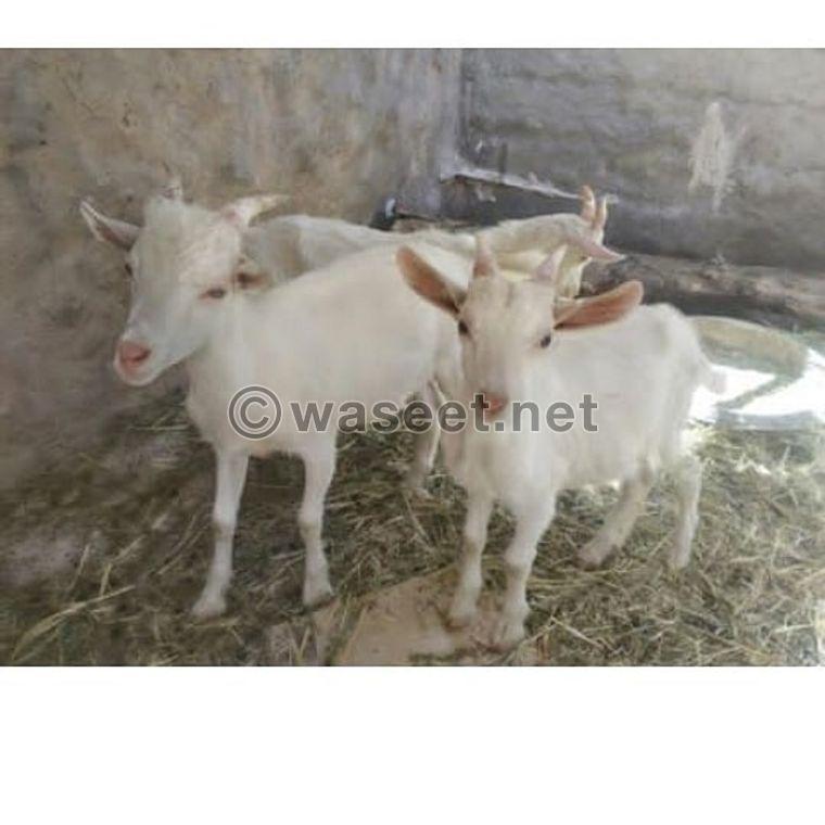 Sameen goats for sale 3