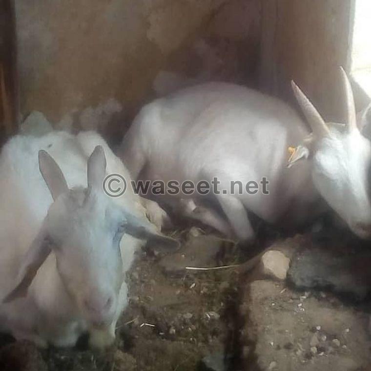 Sameen goats for sale 4