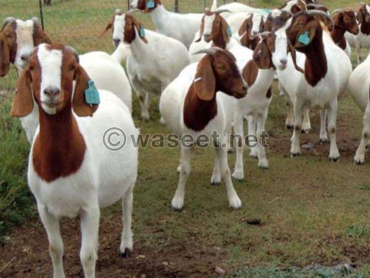 Healthy Boer goats 0