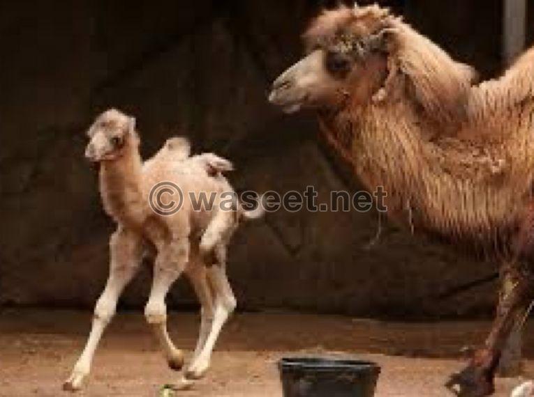 Bactrian camel calves 0