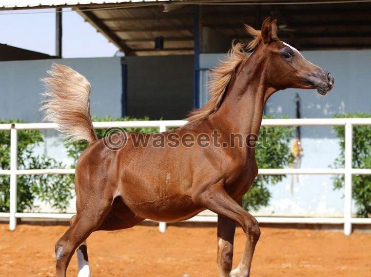 Arabian horse calve 0