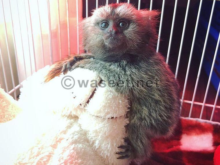 Trained toed marmoset monkeys for sale 0