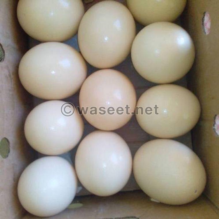 Fertile ostrich egg and chicks 1