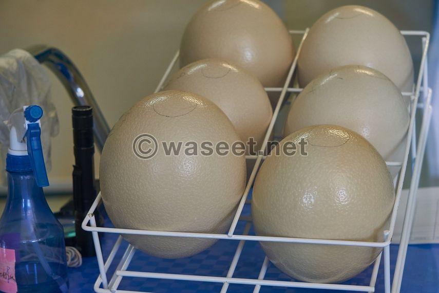 Fertile ostrich egg and chicks 3