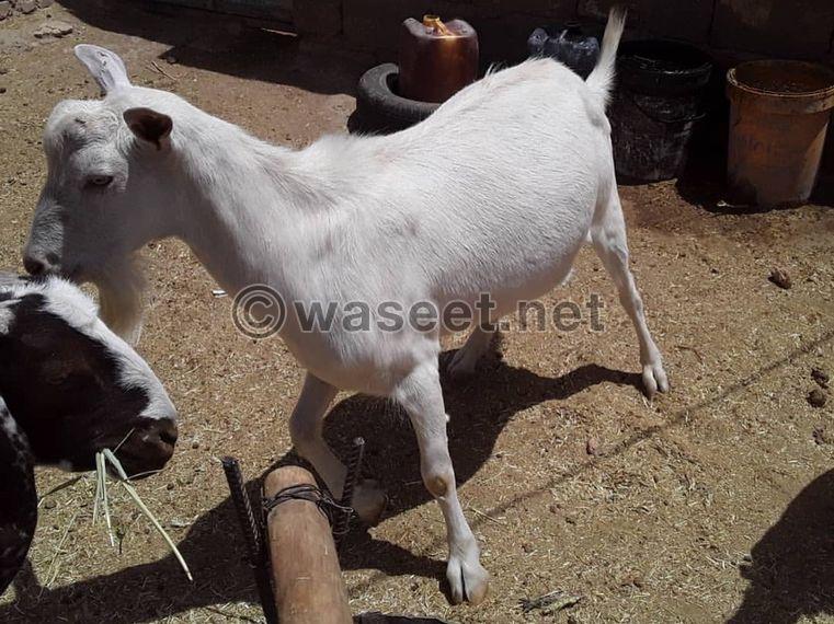 Saneen goats for sale 0