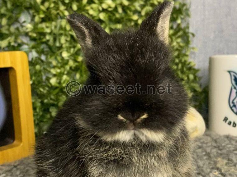 Dwarf bunnies  for sale 0