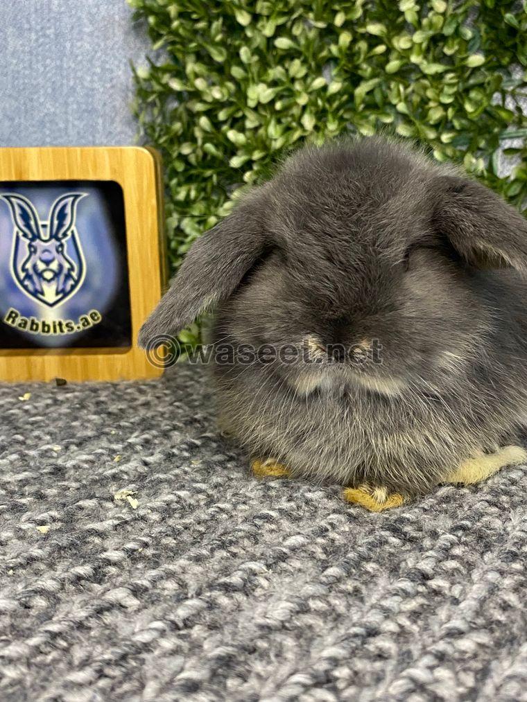 Dwarf bunnies  for sale 1