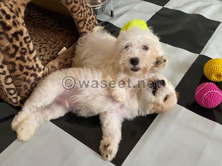 Maltese pure breed puppies for adoption 0
