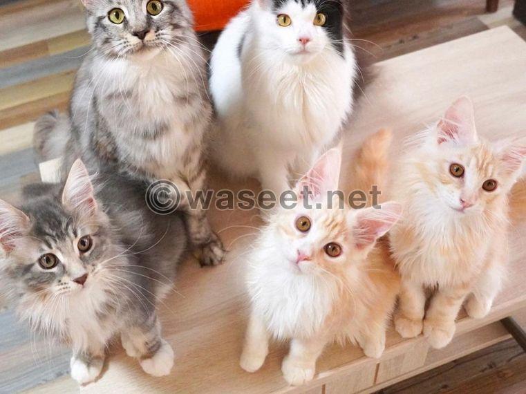 Lovable mainecoon kitten for sale 0