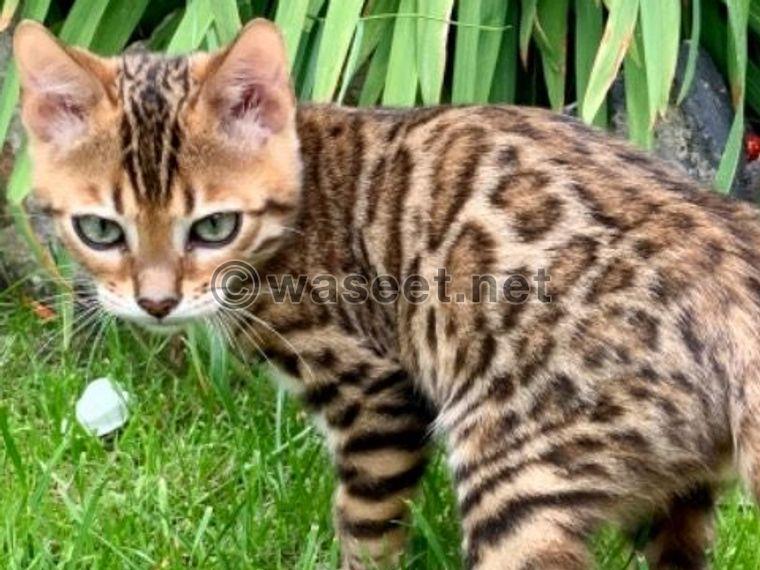 TICA Registered Bengal Kittens Available 0
