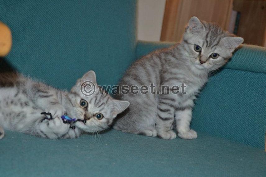 Scottish Fold Kittens 1