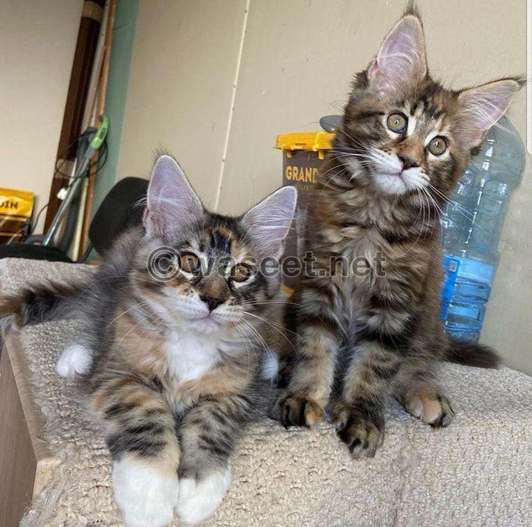 Male and female Maine Coon kine kitten 2
