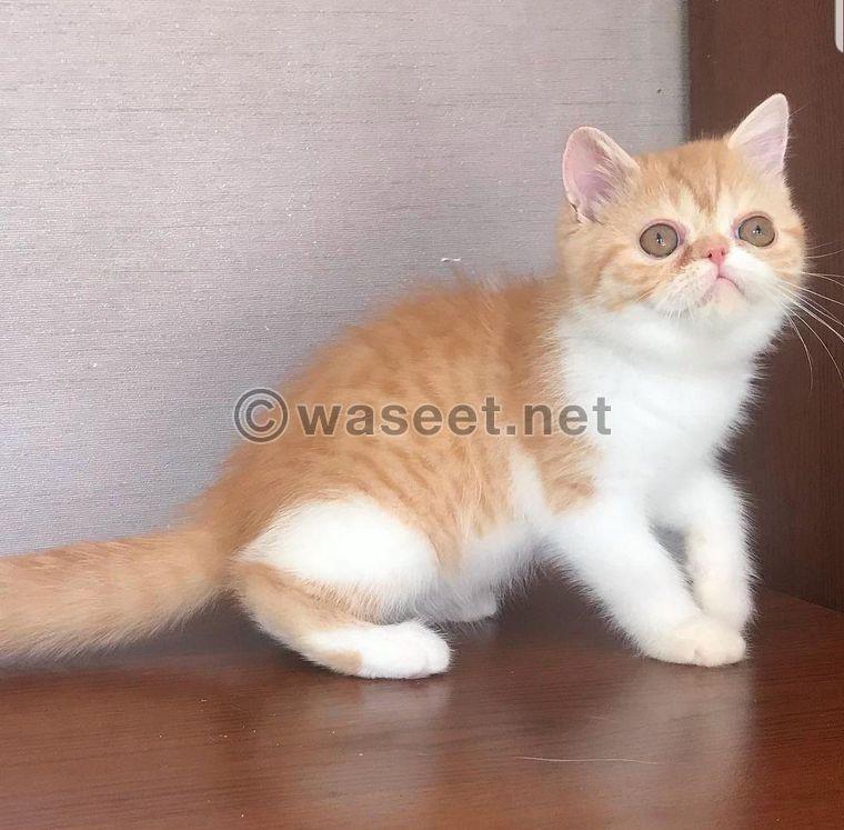 Playful Persian Kittens For New Homes 1