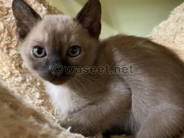 Burmese pure Kittens 0