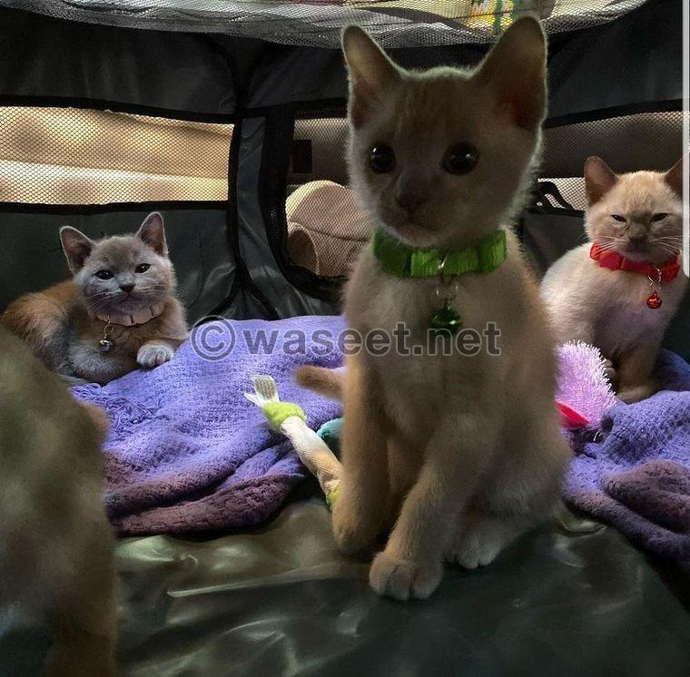 Burmese pure Kittens 2