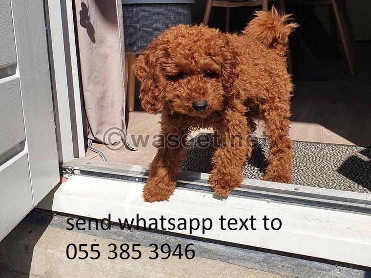 Toy poodle for sale 0