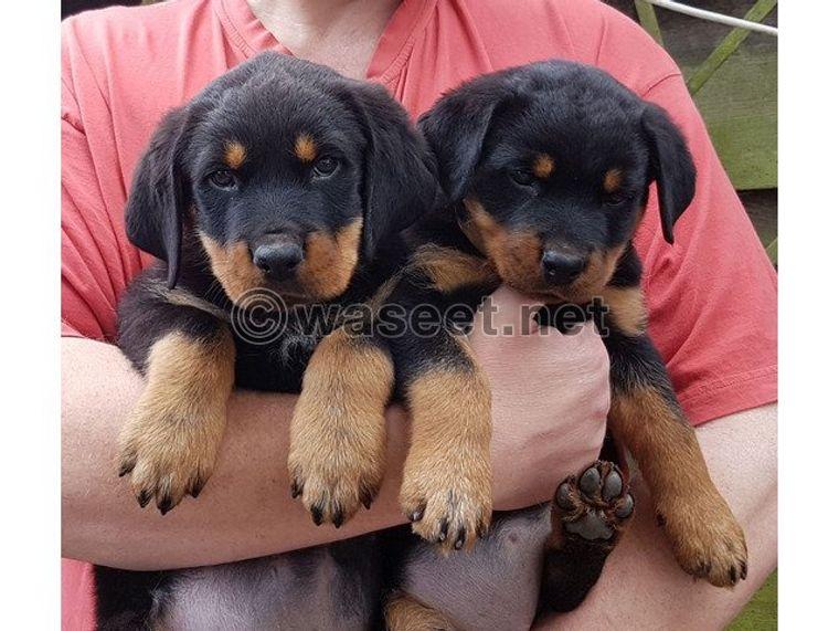 Rottweiler puppy for sale 0