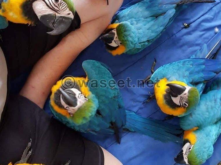 Macaw Puppies for sale 0