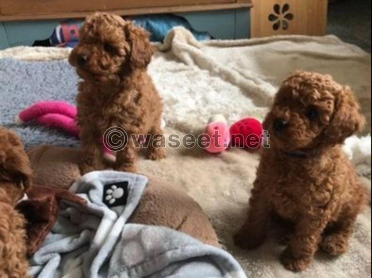 Toy Poodles Puppies 0