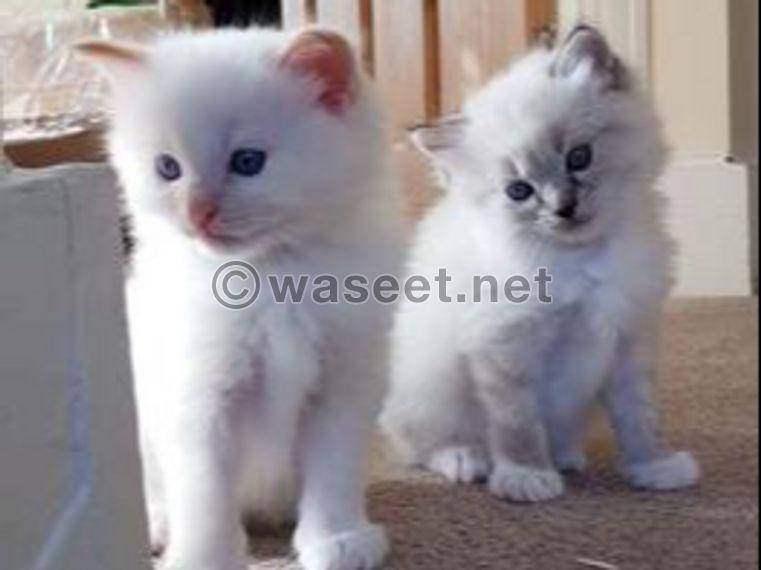 Ragdoll Kittens  for Adoption 0