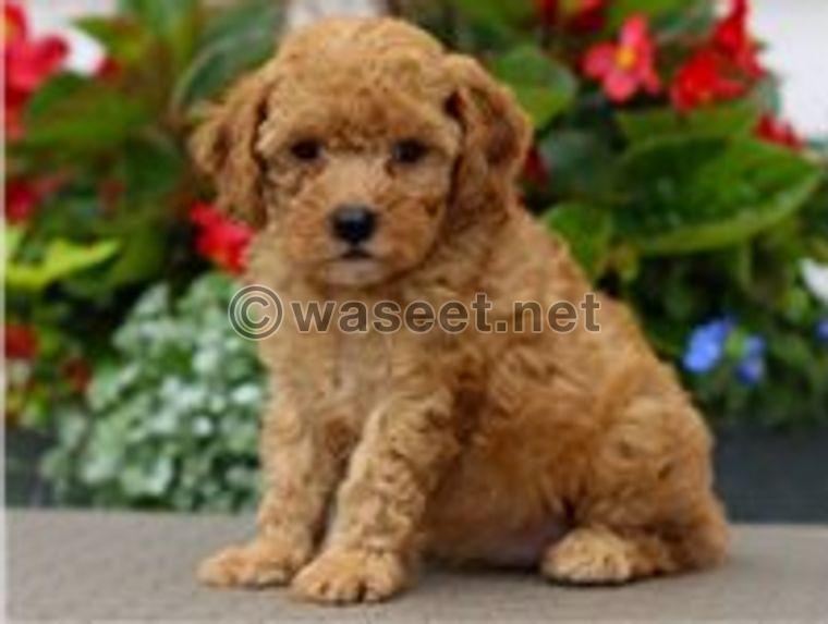 Cavaco puppy for sale 0