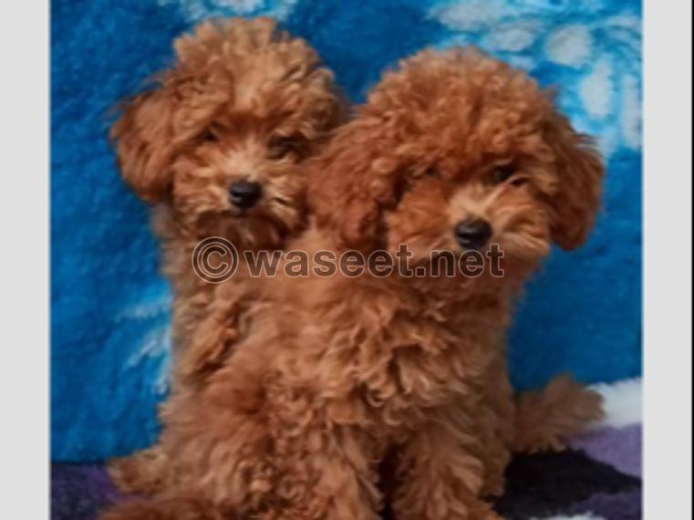 poodle puppies for adoption 0