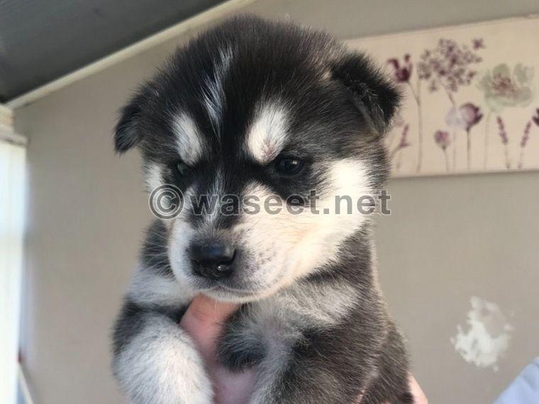  AKC Siberian Husky puppies for adoption 0
